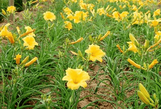 在oppo投放广告找哪家广告公司？